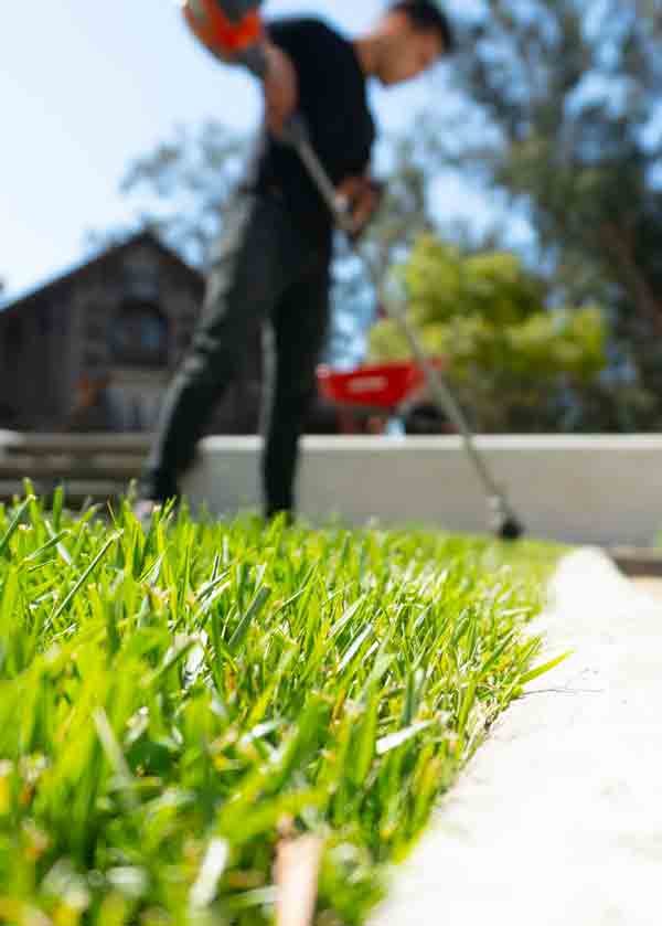 Man using a weed whacker to edge lawn