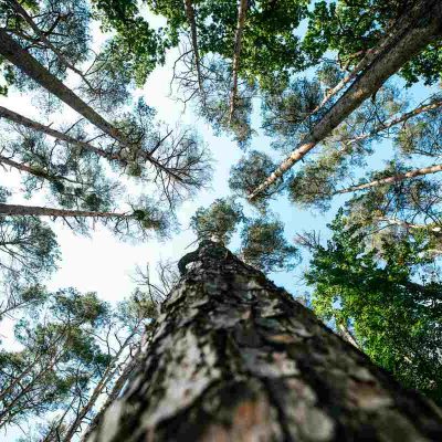 Forestry Services in Dickson, TN