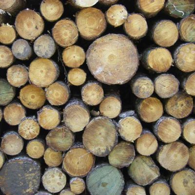 Land Clearing & Management with Blue Collar Construction